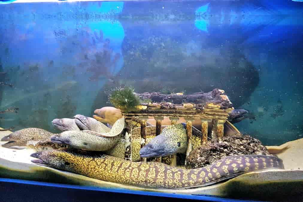 Aquarium